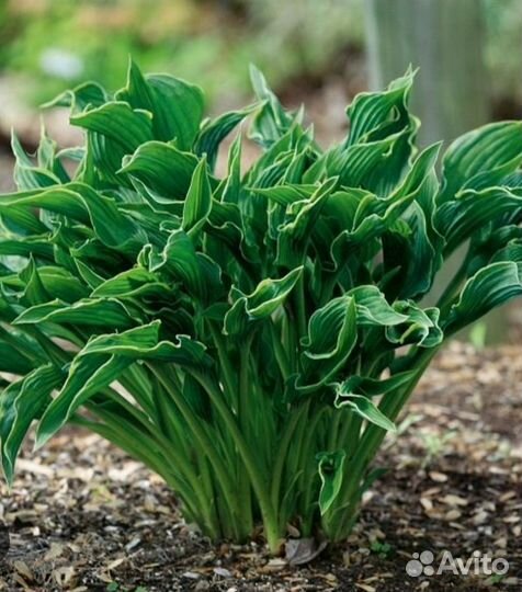 Хоста Прэинг Хэндс (Молящиеся ручки)