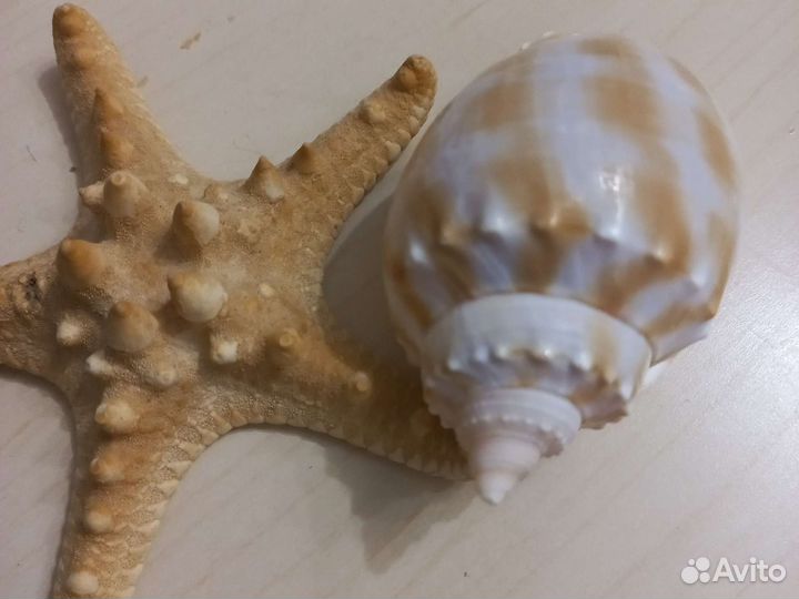 Морские ракушки, раковины