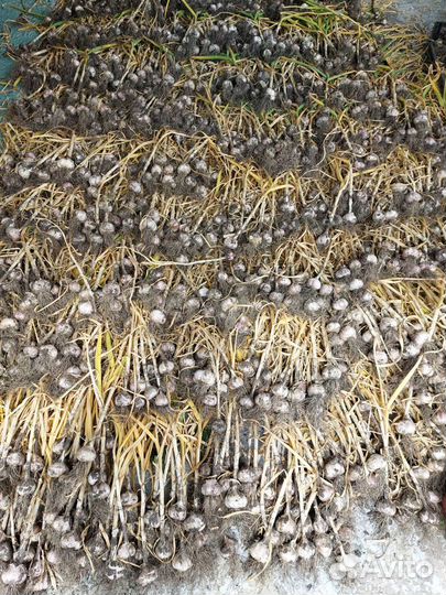 Продам чеснок