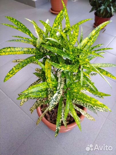 Взрослые растения