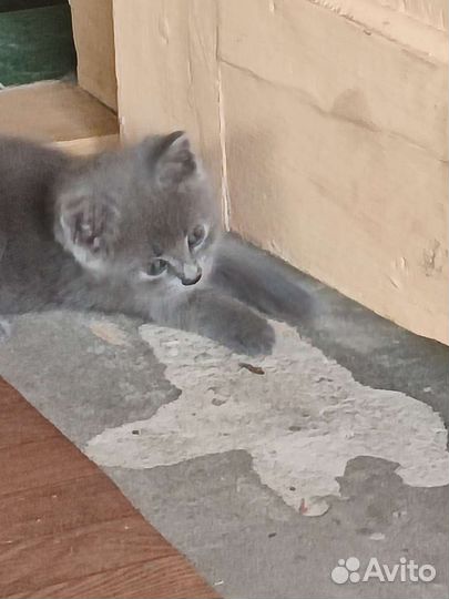 Кошки бесплатно