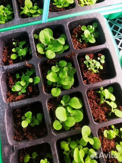 Семена табака