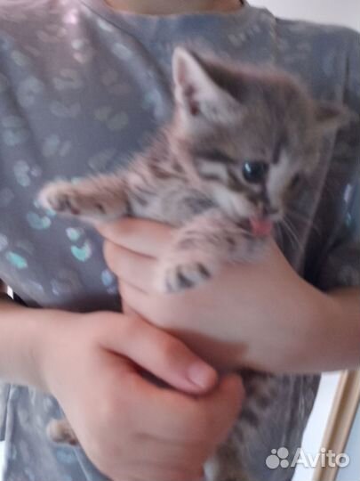 Котенок