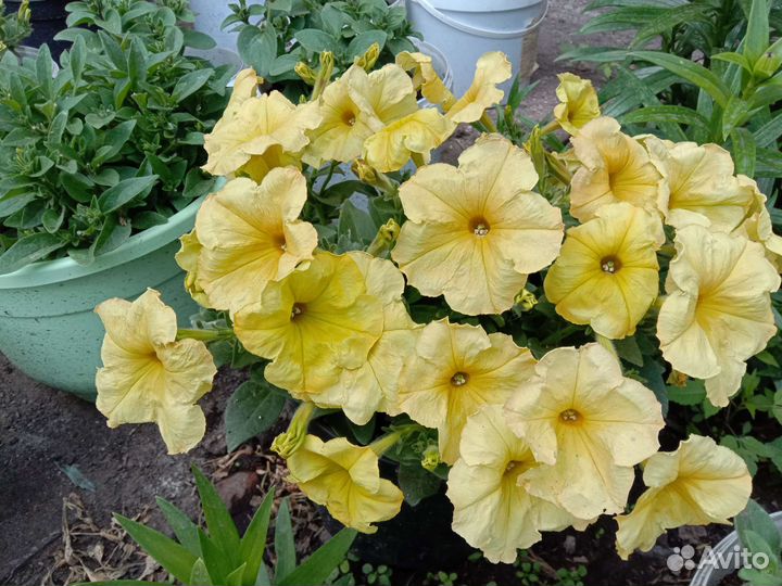 Петуния ампельная лавина