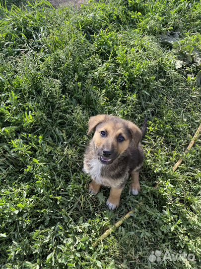 Отдам щенков метисы, мама чистокровная немка