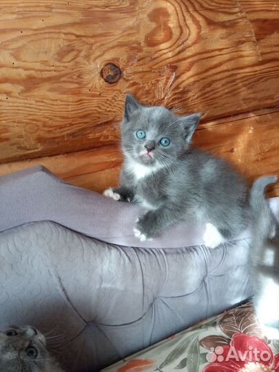 Котята
