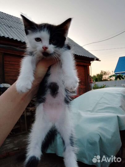Котята