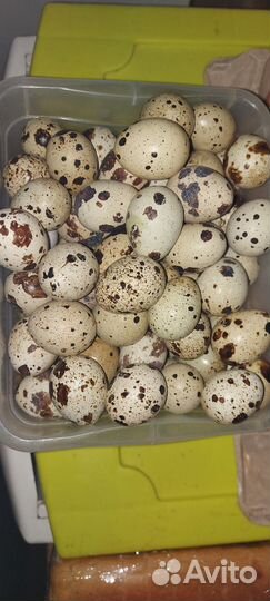 Мясо перепелов