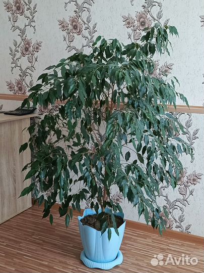 Фикус бенджамина большой