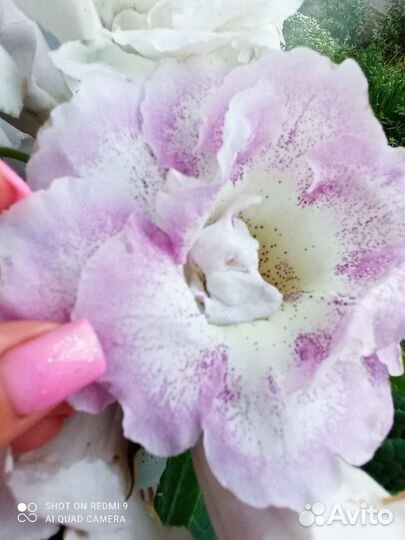 Глоксиния махровая