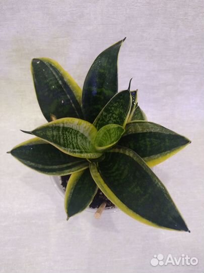 Сансевиерия ханни маргината