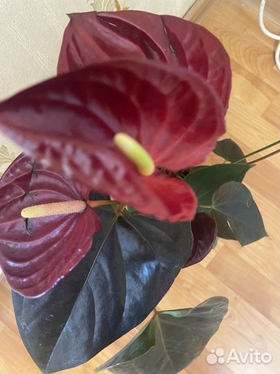Антуриум Деликата