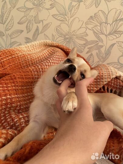 Догситтер, выгул собак, передержка