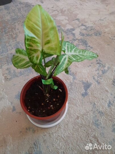 Сингониумы сортовые