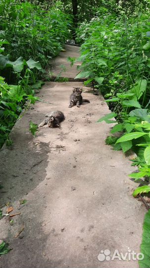 Кошка