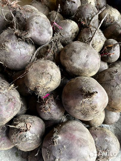 Продам свёклу оптом
