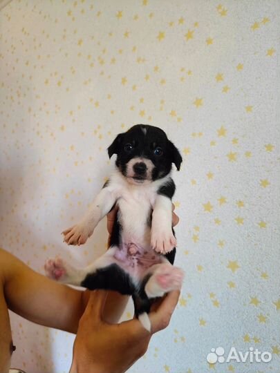 Отдадим щенят в добрые ручки