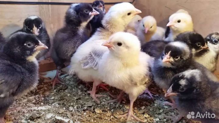 Цыплята