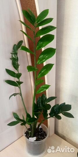 Замиокулькас, долларовое дерево