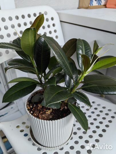 Фикус каучуконосный Мелани