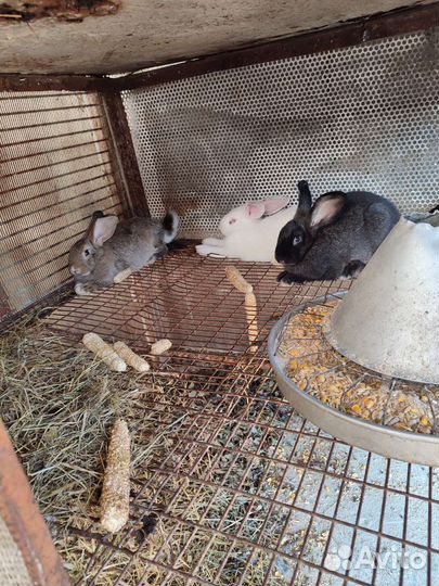 Кролики мясных пород