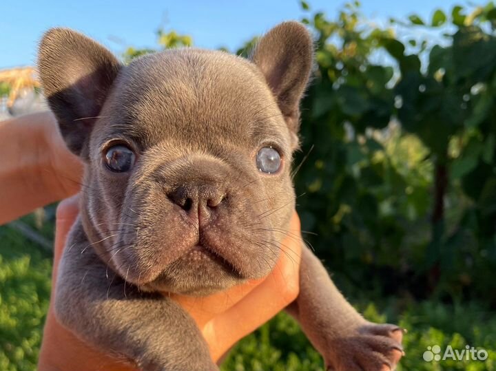 Французский бульдог лиловый с изабеллой в ньюшейд