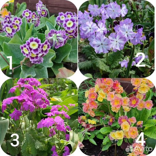 Мак декор., примулы, дицентра, анемона, дельфиниум