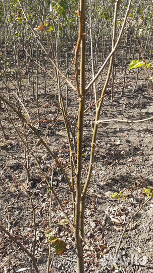 Саженци плодовых деревьев