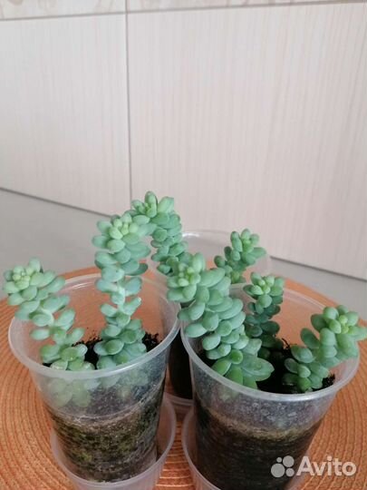 Очиток Моргана. Суккуленты