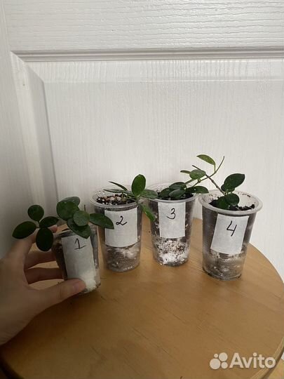 Хойи и дисхидии