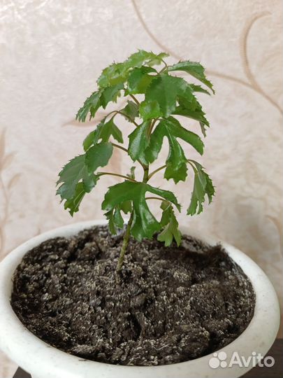 Бамбук (Лаки) драцена дерево счастья