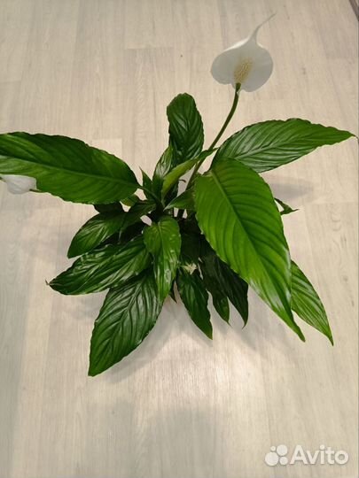 Спатифиллум цветущий