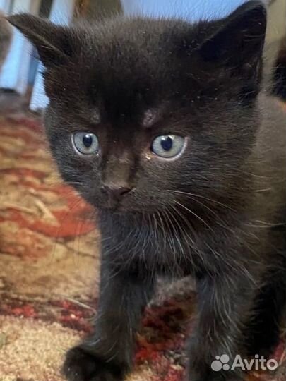 Котята в добрые руки бесплатно