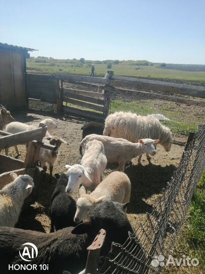 Овщы с ягнятами