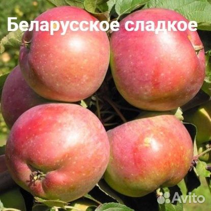 Яблони с зкс, в т.ч. красномясная и колоновидная