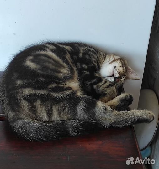 Котятки в добрые руки