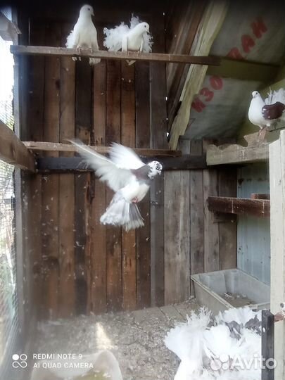 Голуби павлины