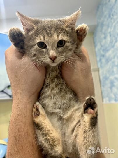 Милые котята