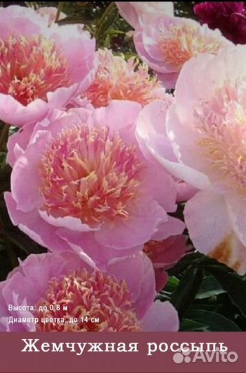 Пионы сортовые
