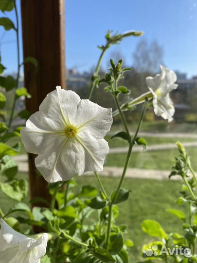 Белая петуния кустовая