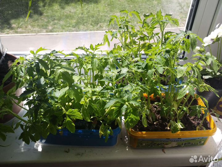 Рассада помидоров томатов