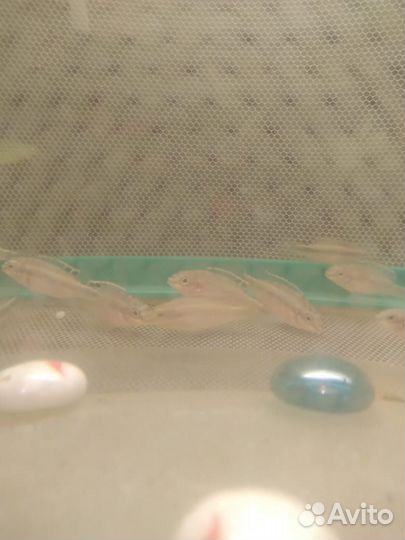 Продам рыбок