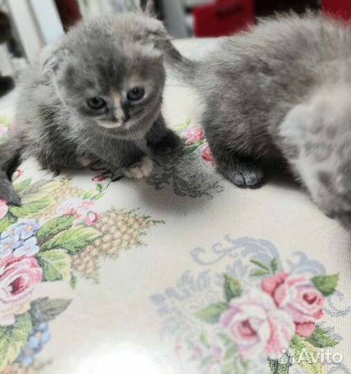 Шотландские вислоухие котята