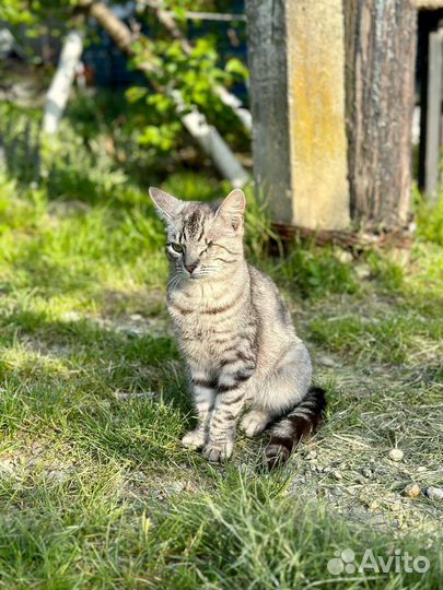 Отдам в добрые руки