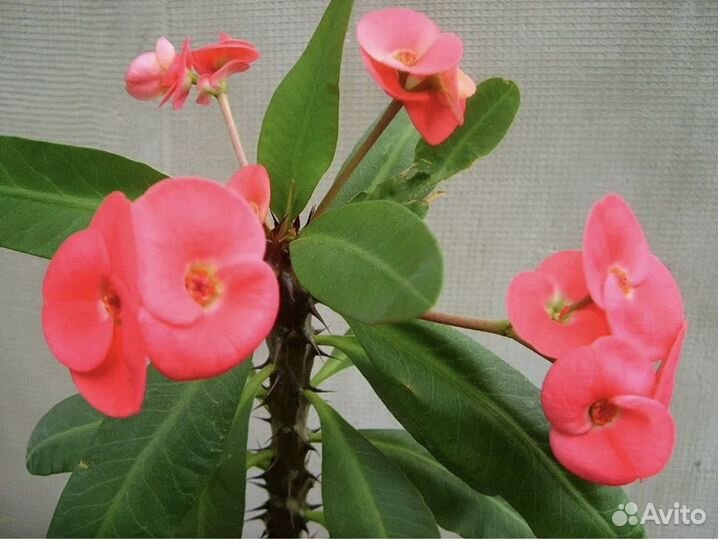 Молочай миля