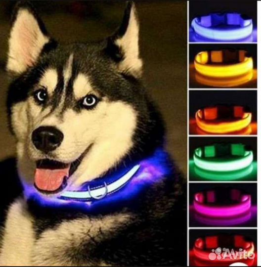 Светящийся ошейник