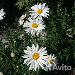 Букеты ромашек,ландыши,ирисы, доставка