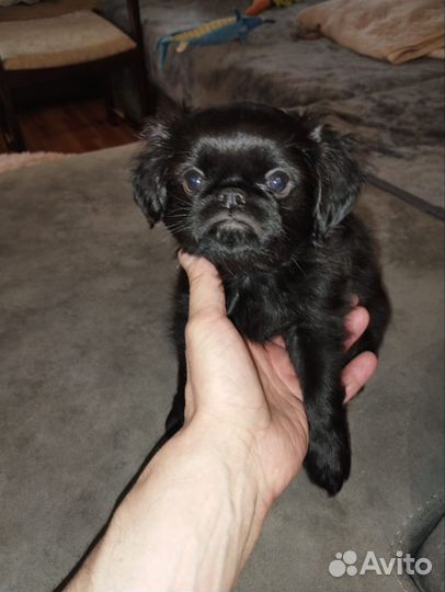 Пти брабансон