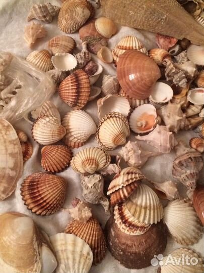Ракушки,камешки,звезды морские Для аквариума