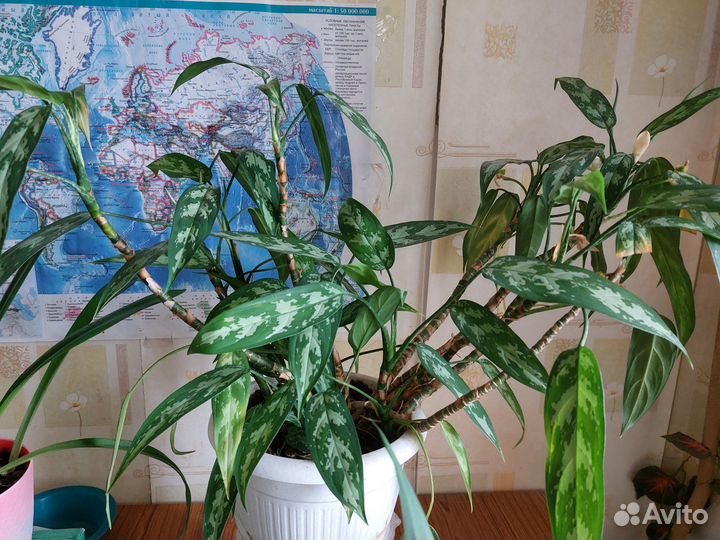 Алое, кактус, амарилис, аглоанема,цилиндрика, Юкка